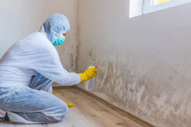 Licensed Basement Mold Remediation service in Lottsburg, VA - WQB Mold Removal