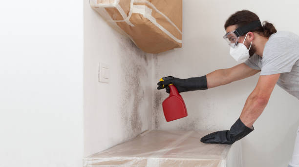Professional Basement Mold Remediation technician working in Lottsburg, VA