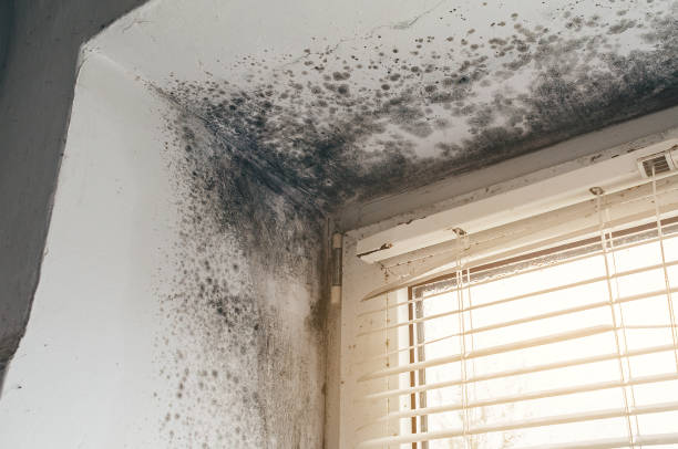 Affordable Basement Mold Remediation solutions in Lottsburg, VA