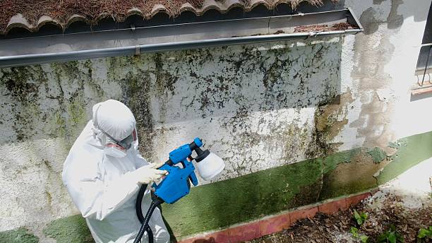 Top rated local Basement Mold Remediation specialists in Lottsburg, VA